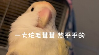 ฉันตื่นขึ้นมาตอนเช้าแล้วพบว่าลูกไก่ของฉันกำลังพยายามฟักไข่ฉัน...