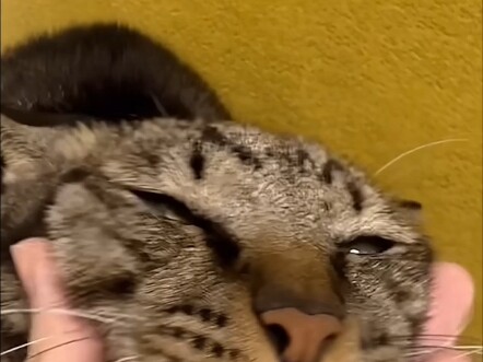 Hanser covers Hakimi's music