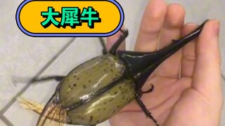 Siêu khủng long lớn vô địch xa hoa