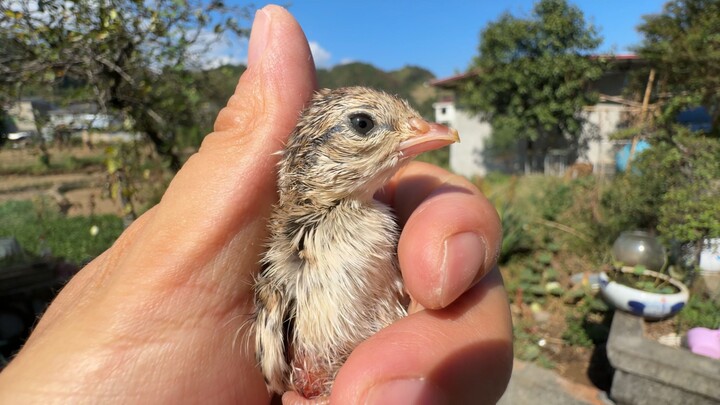 Does a baby bird think the first person it sees after hatching is its mom?