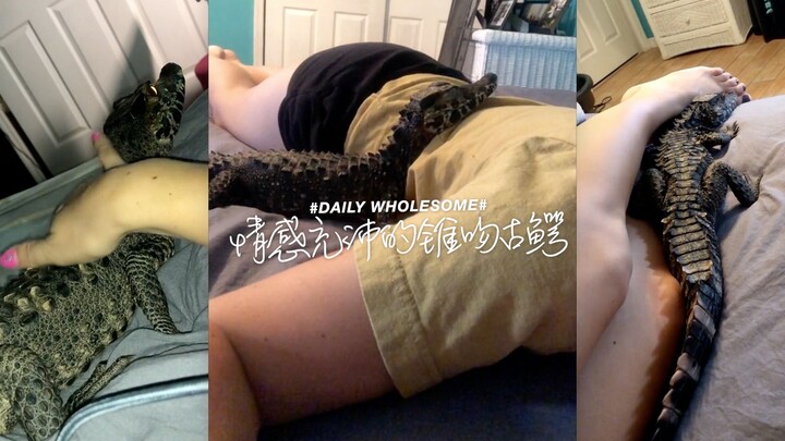 This little crocodile… it’s just like a puppy or a kitten……