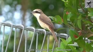 Bird Call: Migratory BROWN SHRIKE, Singapore