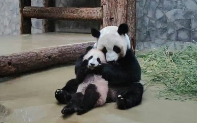 [Russia: The moment Katyusha stood up, the entire audience screamed. Her daughter fell off the woode