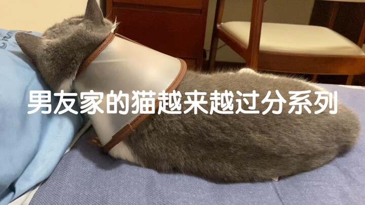 为什么男友家的猫养不熟？行为还越来越过分？PS:小喇叭没有正戴反戴之分