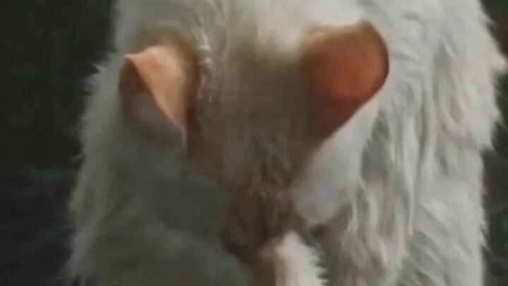 Kenapa kucing selalu ingin ikut jika ke kamar mandi?
