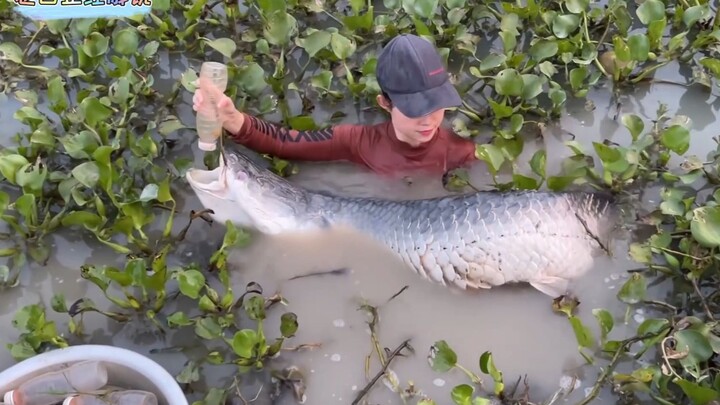 Can a tiny plastic bottle take down a giant silver dragonfish? Second Sister’s bottle-fishing haul i