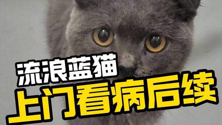 The stray cat that comes to you for checkups—here’s the sequel you’ve been waiting for!