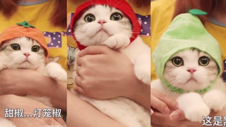 Kucing kecil rasa berbagai buah! Saat mau keluar rumah, ia malah menghalangi si empunya; setibanya d