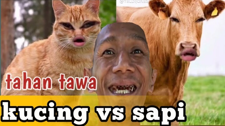 Ngakak 🤣 kucing vs sapi | funny cats