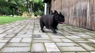 French Bulldog at the Greatbull Villa.