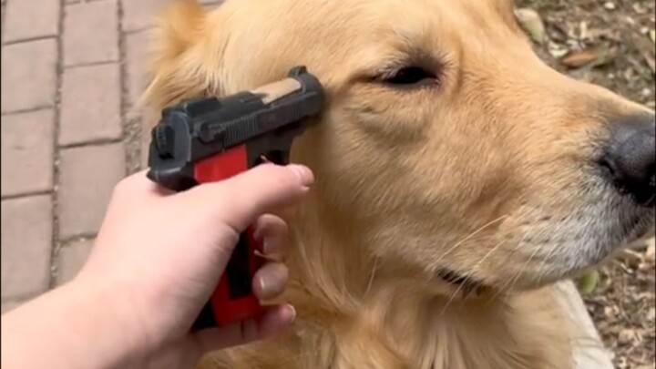 Anjing: Seumur hidup gue nggak pernah se-goblok ini!