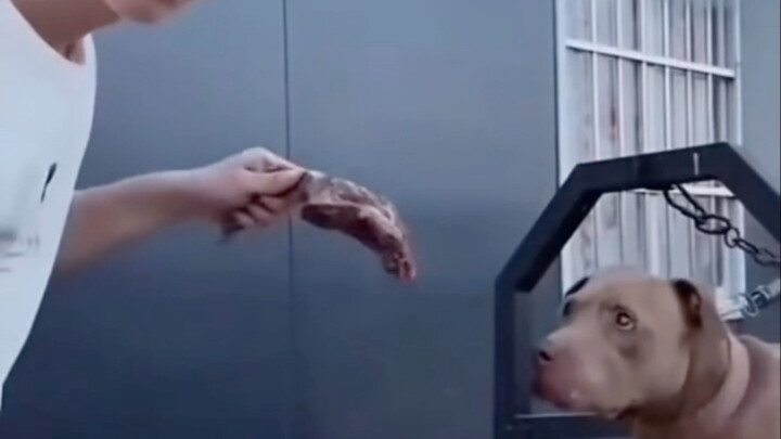 Chẳng rõ trong phút chốc ai mới là súc sinh