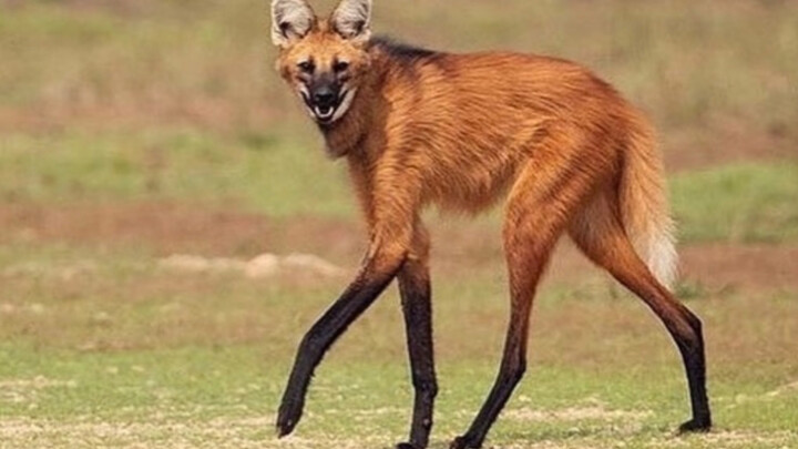 أنا من أمريكا الجنوبية، ساقي الطويلة ليست مُعدَّلة بالفوتوشوب!