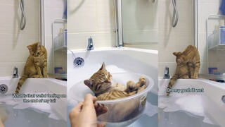 أهدأ قط برتقالي رأيته على الإطلاق