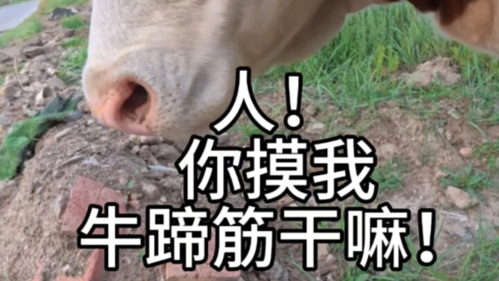 Why are you touching my ox’s tendon? #CutePetDebutProject #AgricultureRuralAreas #Naadam #InnerMongo
