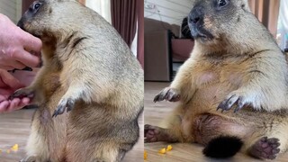Pemilik laki-laki terlalu memanjakan groundhog, dan akibatnya, baik dia maupun groundhog diberi pela