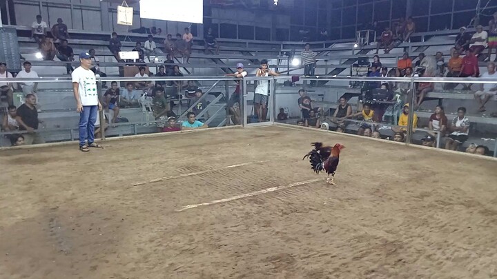 THIRD FIGHT WIN CHAMPION🏆🖤NAPAKA TIBAY MO KAHIT PILAY KANA DI KA SUMUKO♥️3 STAG DERBY CHAMPION🏆💯