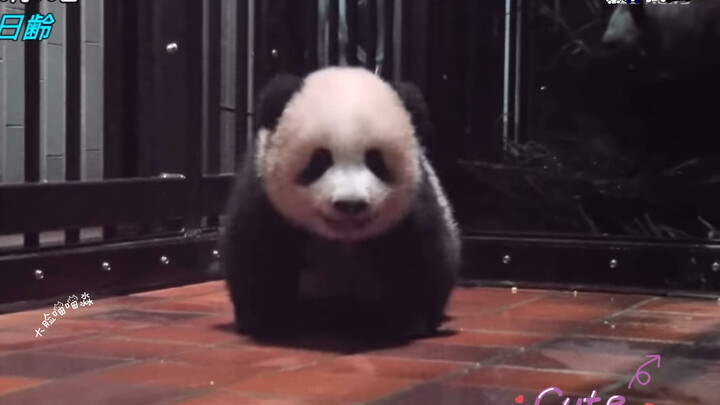 Aaaa, bayi yang imut banget ini kenapa aku nggak bisa punya satu? Dia lagi senyum, lho—senyum! Xiang