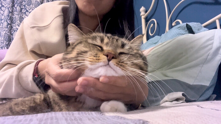 The kitty’s head melts in the palm of my hand (˶‾᷄ ⁻̫ ‾᷅˵)
