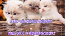 找到一些孟婆汤兑水的证据,猫咪人里人气,就差会开口说话了
