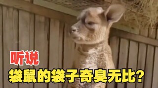 Do you know how dirty a kangaroo's pouch is?