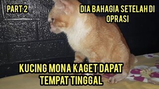 Kucing Liar Yang kena Kanker Ganas Di Hidung Sudah Membaik Seneng Banget Langsung Dapat rumah Part 2