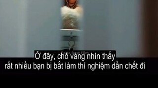 Vua Chó Trừng Phạt Con Người _ Tóm Tắt Phim Sự Nỗi Dậy Của Bầy Chó - White God