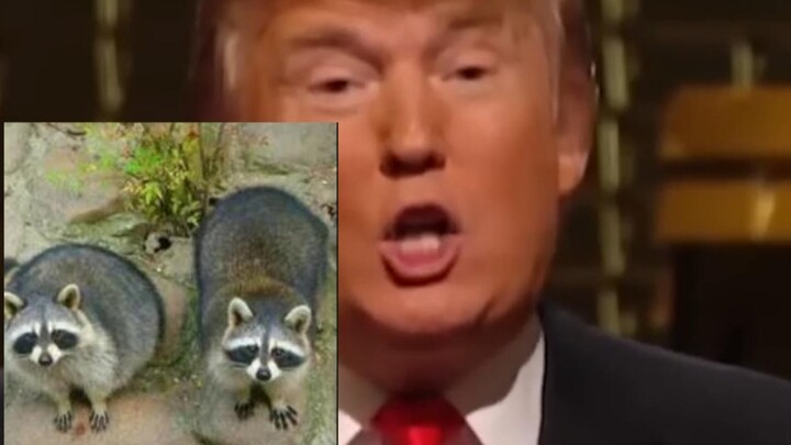 What’s the difference between Trump and a raccoon?