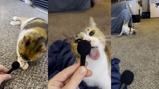 The hardworking and cute wobbling cat