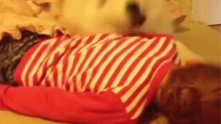 The reason why Samoyed likes to stick to people is so cute