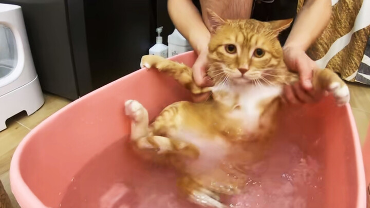 [Animals]The first time of bathing of a cat