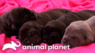 Mastiff Puppies Play Hide and Seek! | Too Cute! | Animal Planet