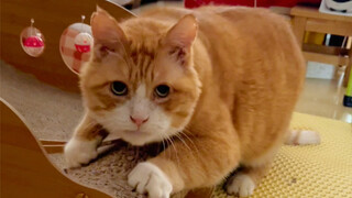 เขากระตุกอย่างแรงครั้งหนึ่ง