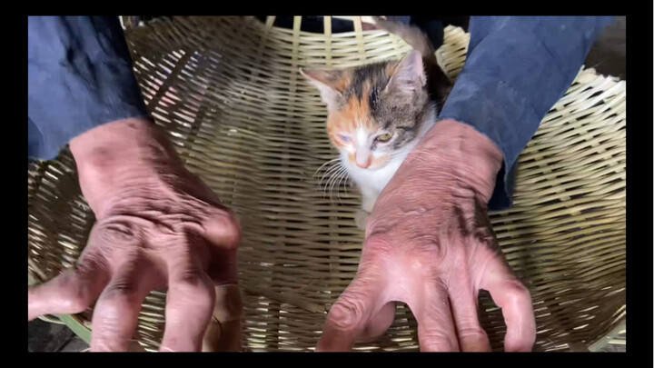 All it takes to make dad less productive is a cat.