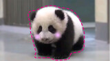 【Panda baby】Sneaks out to run around, but everyone is laughing when the mom shows up! Way too cute!