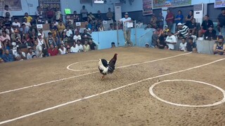 WIN! @SMCA 10/31/25. 2HITS ULUTAN FIRST FIGHT BROODCOCK KANA! 3X WINNER