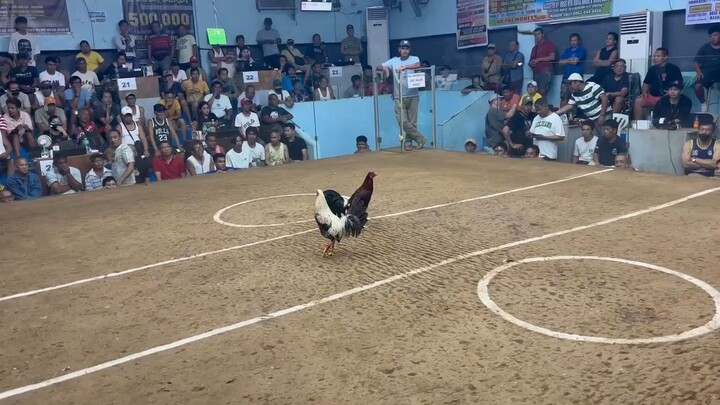 WIN! @SMCA 10/31/25. 2HITS ULUTAN FIRST FIGHT BROODCOCK KANA! 3X WINNER