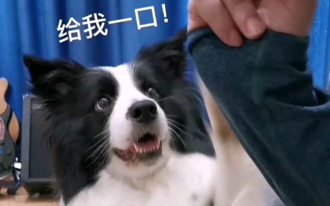 The ultimate staged scam showdown is here!!!