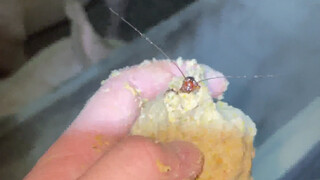 "Little Maruko the Cockroach" - Piggy says he wants more after finishing his meal