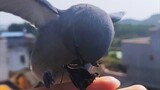 Burung yang Diasuh Sejak Kecil, Sekarang Mahir Berburu Makanan