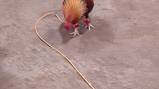 Palakad🐔