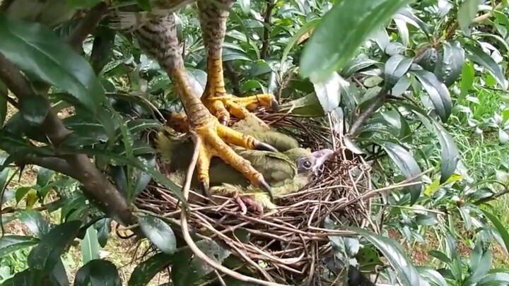 kasihan sekali Anakan burung ini di mangsa burung elang