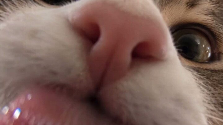 Cat Cute Meaoww