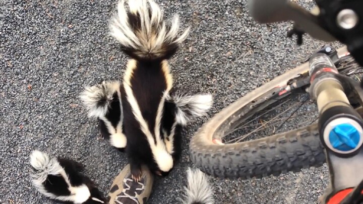 Skunks running towards me