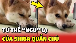 Tư thế NGỦ độc lạ của bé chó Shiba siêu QUẤN CHỦ 😂 | Yêu Lu