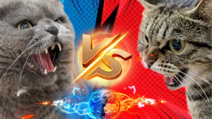 High jump challenge: civet cat vs British short blue cat