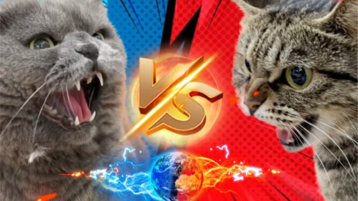 Tantangan lompat tinggi: musang vs kucing biru pendek Inggris