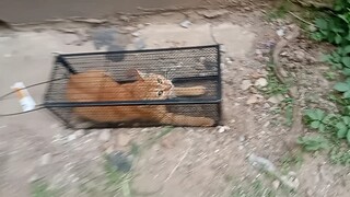 I picked up a cat family