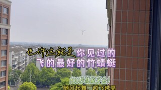 This is the best flying origami bamboo dragonfly you've ever seen! Learn it in just 30 seconds and i