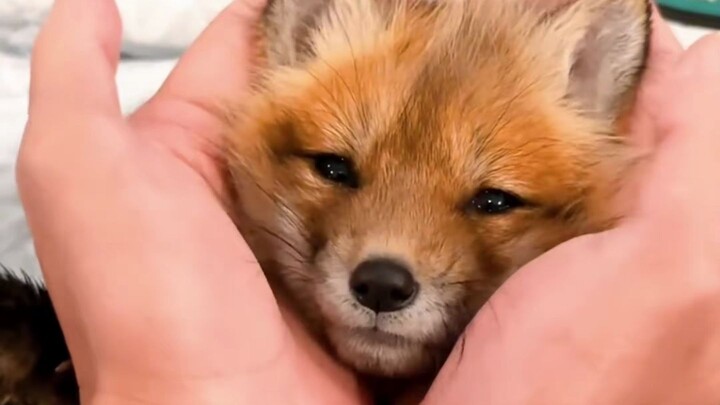 The red fox that squeaks as soon as you touch its tail is just too cute